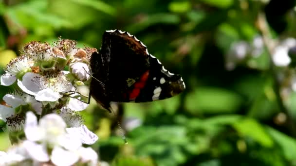 Close Movie Red Admiral Blackberry Flowers His Latin Name Vanessa — Stock Video