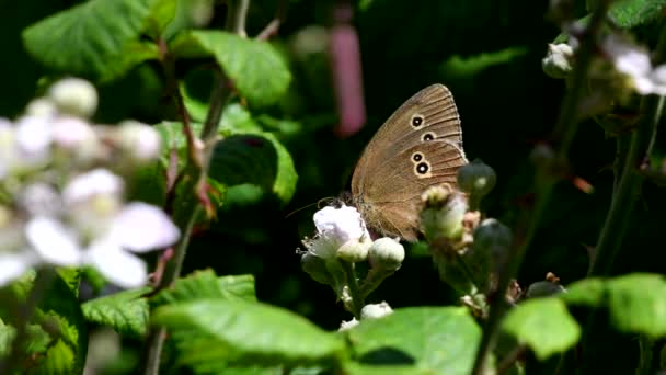 Close Movie Ringlet Butterfly Blackberry Flowers His Latin Name Aphantopus — Stock Video