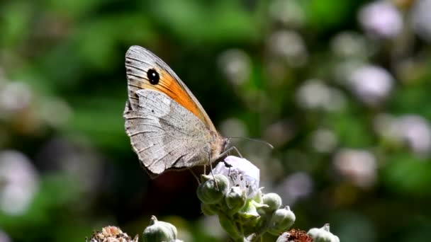 Close Film Motýla Meadow Brown Ostružinových Květinách Jeho Latinské Jméno — Stock video