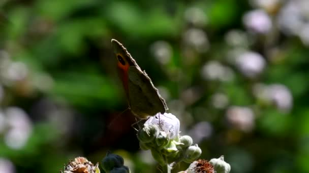 Close Film Papillon Meadow Brown Sur Les Fleurs Mûres Son — Video