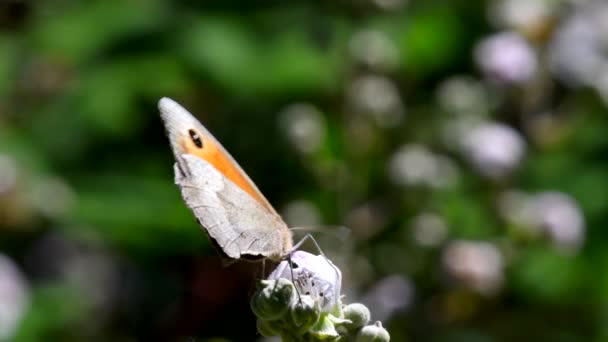 Close Film Motýla Meadow Brown Ostružinových Květinách Jeho Latinské Jméno — Stock video