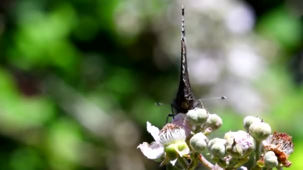 Feche Filme Almirante Vermelho Flores Amora Preta Seu Nome Latino — Vídeo de Stock