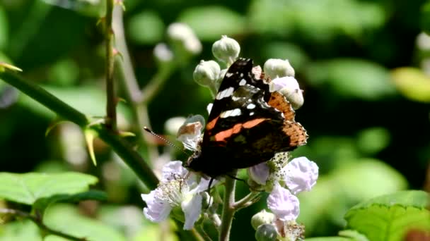 Close Movie Red Admiral Blackberry Flowers His Latin Name Vanessa — Stock Video