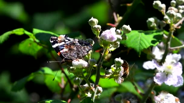 红上将 在黑莓花上的特写电影 他的拉丁文名字叫Vanessa Atalanta — 图库视频影像