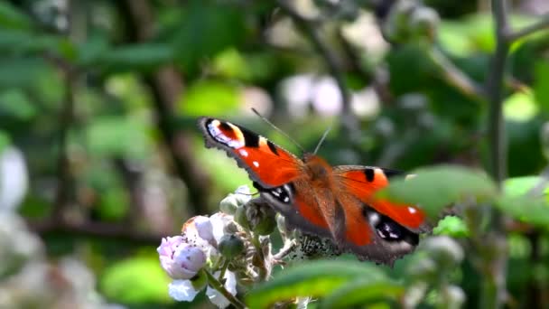 ブラックベリーの花に孔雀の蝶の映画を閉じます ラテン語名はAglais — ストック動画