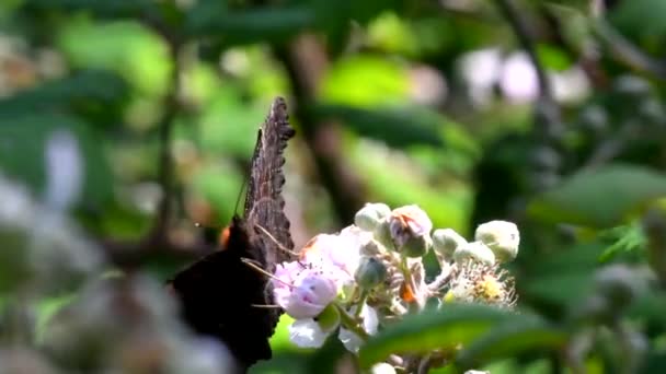 ブラックベリーの花に孔雀の蝶の映画を閉じます ラテン語名はAglais — ストック動画