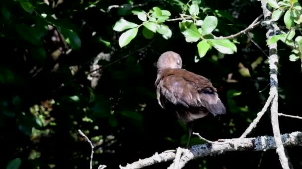 Junges Moorhuhn Auf Einem Ast Über Dem Wasser Ihr Lateinischer — Stockvideo