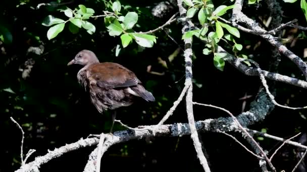 Genç Ortak Moorhen Suyun Üstünde Bir Dalda Latince Adı Gallinula — Stok video