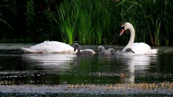 Familie Van Mute Swan Een Voederplaats Met Jong Bij Dageraad — Stockvideo