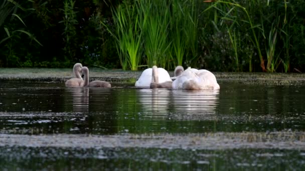 Familie Van Mute Swan Een Voederplaats Met Jong Bij Dageraad — Stockvideo