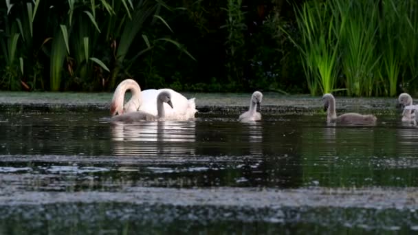 Familie Van Mute Swan Een Voederplaats Met Jong Bij Dageraad — Stockvideo