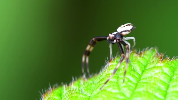 蟹的雄性蜘蛛在叶子上 他的拉丁文名叫Misumena Vatia — 图库视频影像