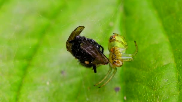 Cucumber Green Spider Cucumber Green Orb Spider Com Presas Seu — Vídeo de Stock