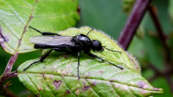 Close Movie Mark Fly Listu Její Latinské Jméno Bibio Marci — Stock video