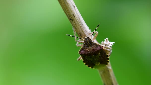 Çevresindeki Kıllı Kalkan Böceği Latince Adı Dolycoris Baccarum — Stok video