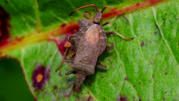 Dock Bugs Podczas Walki Jego Łacińskie Imię Coreus Marginatus — Wideo stockowe