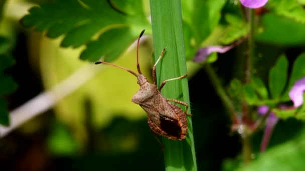 Dock Bugs Een Blad Zijn Latijnse Naam Coreus Marginatus — Stockvideo