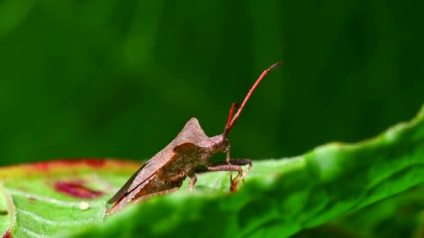 Ζωύφια Ένα Φύλλο Λατινικό Του Όνομα Είναι Coreus Marginatus — Αρχείο Βίντεο