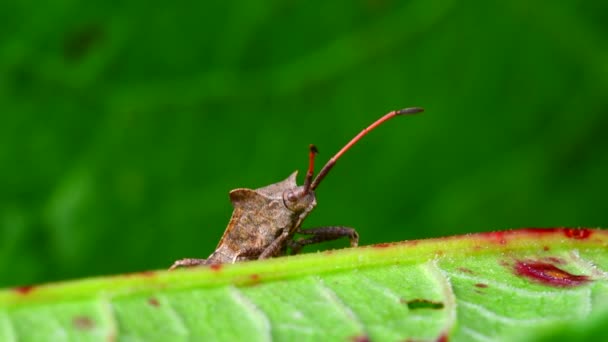 Dock Bugs Een Blad Zijn Latijnse Naam Coreus Marginatus — Stockvideo