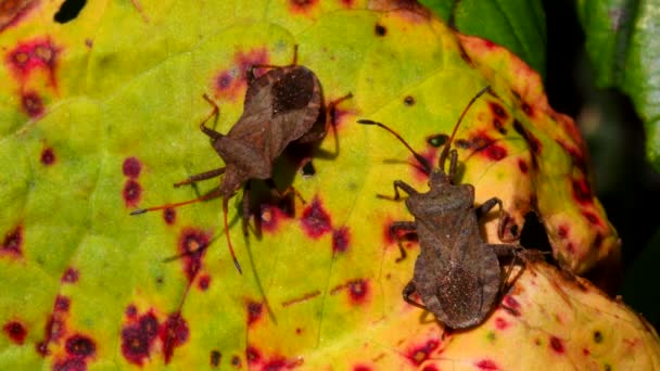 Dock Bugs Dança Amor Uma Folha Seu Nome Latino Coreus — Vídeo de Stock