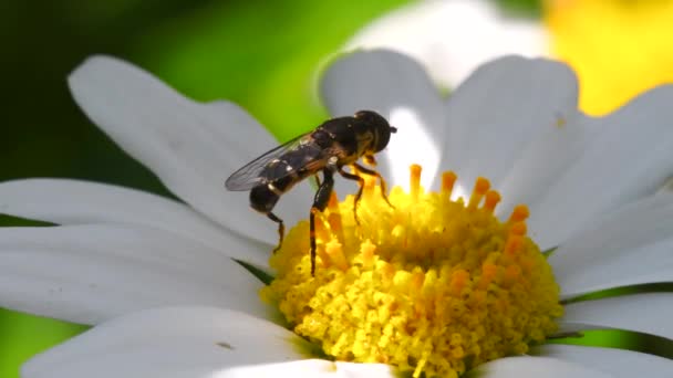 Close Movie Hoverfly Flower — Stock Video