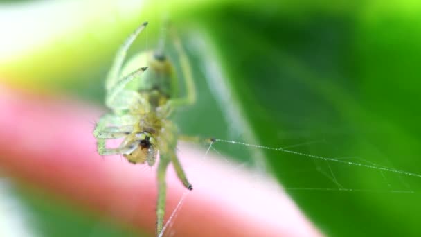黄瓜绿色蜘蛛或黄瓜绿色圆球蜘蛛与猎物 她的拉丁文名叫Araniella Cucurbitina — 图库视频影像