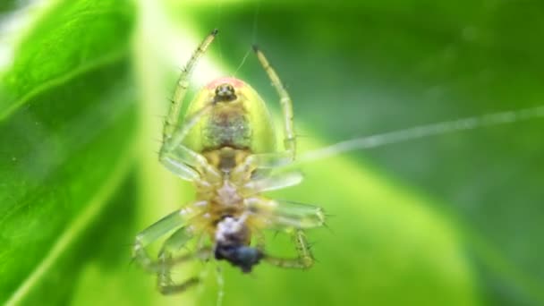 Salatalık Yeşil Örümcek Yırtıcı Yeşil Küre Örümceği Latince Adı Araniella — Stok video