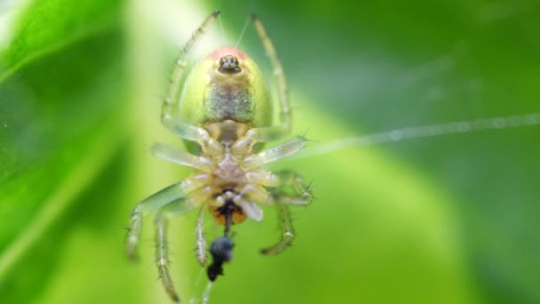 Araña Verde Pepino Araña Orbe Verde Pepino Con Presa Nombre — Vídeos de Stock