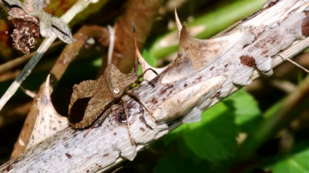 Docka Bug Torrt Björnbär Hans Latinska Namn Coreus Marginatus — Stockvideo