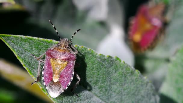 Peloso Shieldbug Nel Suo Ambiente Suo Nome Latino Dolycoris Baccarum — Video Stock