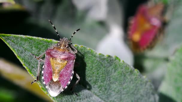 Hairy Shieldbug Entorno Nombre Latín Dolycoris Baccarum — Vídeos de Stock