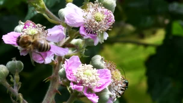 Brouk Oteklými Stehny Včela Květinách Ostružin — Stock video