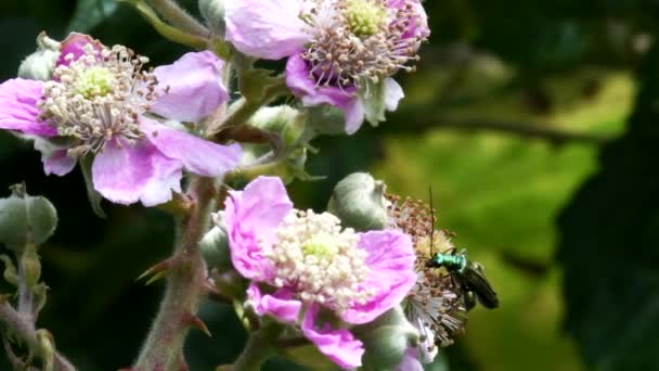 Swollen Thighed Beetle Flowers His Latin Name Oedemera Nobilis — Stock Video