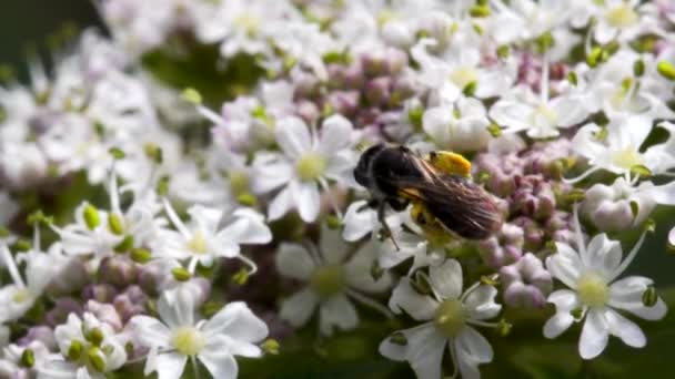 Película Primer Plano Mason Bee Sobre Flores — Vídeos de Stock