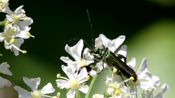 Escarabajo Hinchado Las Flores Nombre Latín Oedemera Nobilis — Vídeo de stock