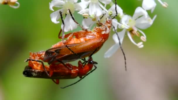 Ett Par Soldatskalbaggar Kopulation Deras Latinska Namn Cantharis Livida — Stockvideo