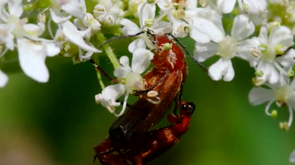 Пара Солдатских Жуков Совокуплении Латинское Имя Cantharis Livida — стоковое видео