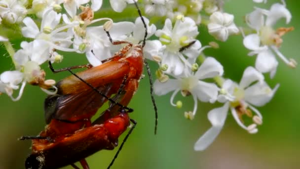 Bir Çift Soldier Beetle Çiftleşmesi Latince Isimleri Cantharis Livida — Stok video