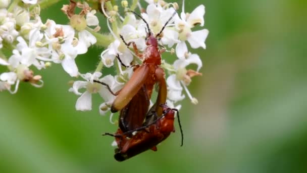 Pareja Escarabajo Soldado Copulación Nombre Latín Cantharis Livida — Vídeos de Stock