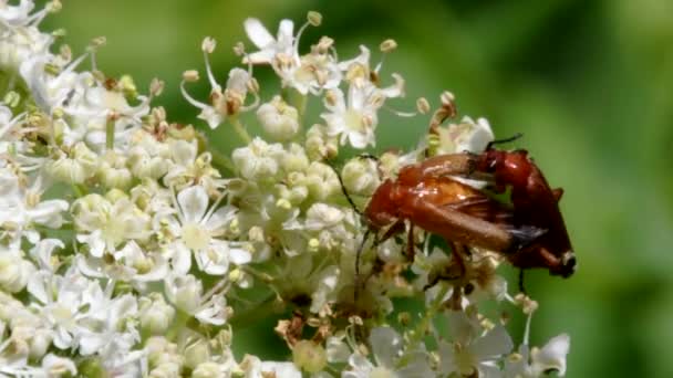 Sepasang Kumbang Prajurit Dalam Persetubuhan Nama Latin Mereka Adalah Cantharis — Stok Video