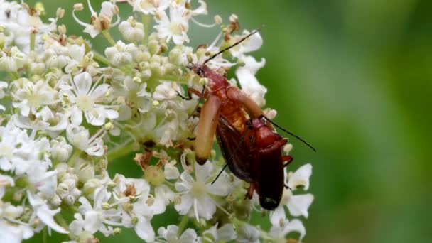Pareja Escarabajo Soldado Copulación Nombre Latín Cantharis Livida — Vídeos de Stock