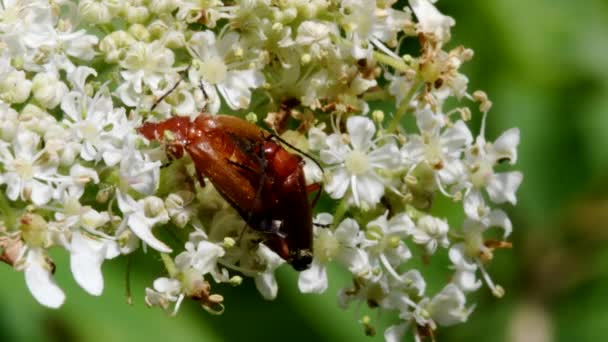 Pareja Escarabajo Soldado Copulación Nombre Latín Cantharis Livida — Vídeos de Stock