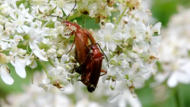 Bir Çift Soldier Beetle Çiftleşmesi Latince Isimleri Cantharis Livida — Stok video