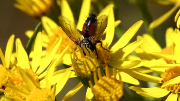 Close Ταινία Του Parasite Fly Κίτρινο Λουλούδι Λατινικό Της Όνομα — Αρχείο Βίντεο