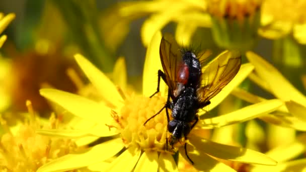 Close Film Parasite Fly Sur Fleur Jaune Son Nom Latin — Video