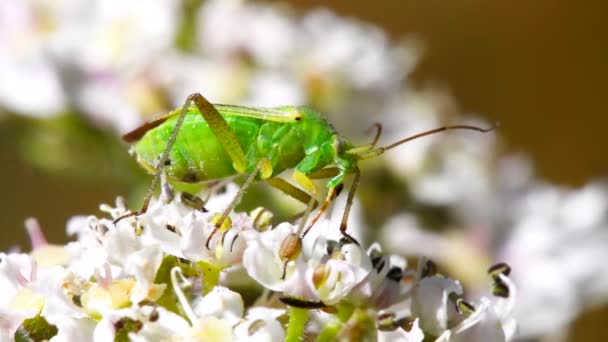Çiçeklerdeki Patates Kapsülü Böceği Nin Yakın Plan Filmi Latince Adı — Stok video