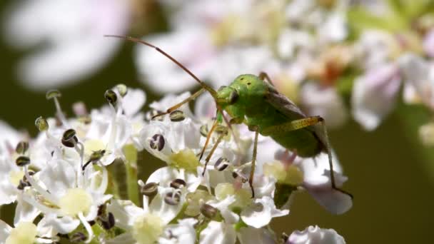 Close Film Potato Capsid Bug Kwiatach Jego Łacińskie Imię Calocoris — Wideo stockowe