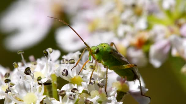 Close Film Von Potato Capsid Bug Auf Blumen Sein Lateinischer — Stockvideo