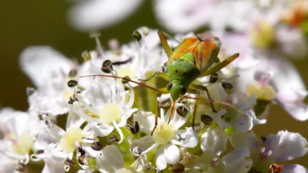 Close Film Potato Capsid Bug Kwiatach Jego Łacińskie Imię Calocoris — Wideo stockowe