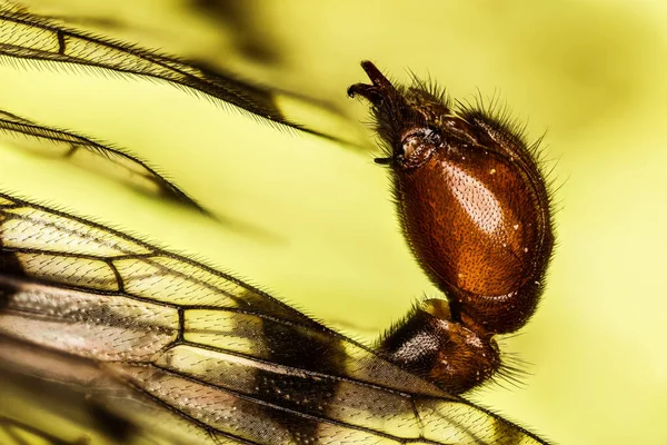 Bauch Der Skorpionsfliege Sein Lateinischer Name Ist Panorpa Communis — Stockfoto